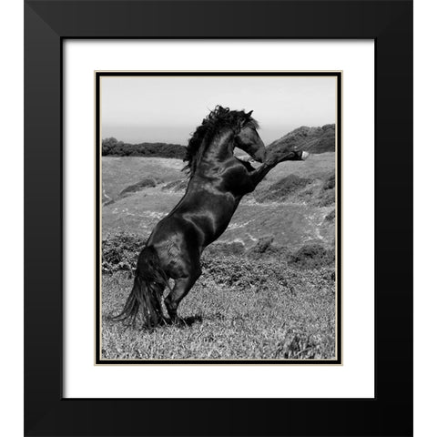 Horse Freedom-Horse at Liberty Black Modern Wood Framed Art Print with Double Matting by Llovet, Jorge