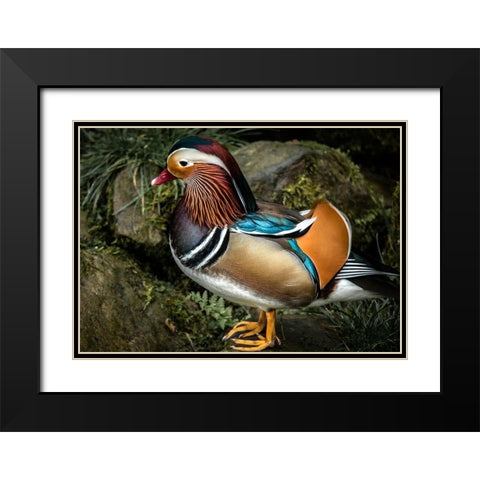 Manderin Duck Black Modern Wood Framed Art Print with Double Matting by Ronin