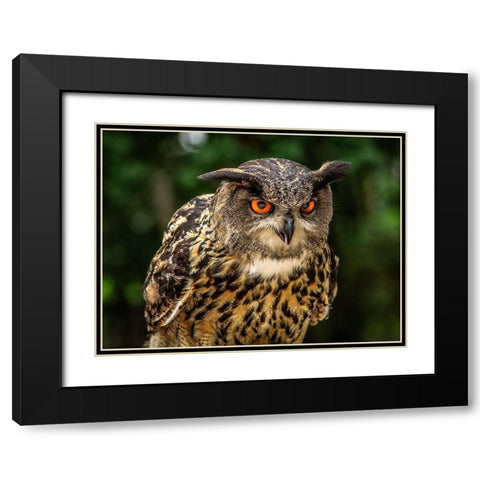 OE Oe Owl Black Modern Wood Framed Art Print with Double Matting by Ronin