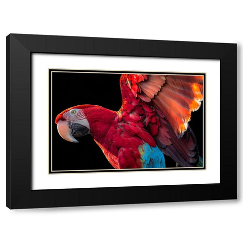 Parrot Wings Black Modern Wood Framed Art Print with Double Matting by Ronin