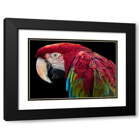 Ara Parrot Black Modern Wood Framed Art Print with Double Matting by Ronin