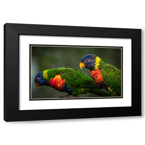 Green Birds Black Modern Wood Framed Art Print with Double Matting by Ronin