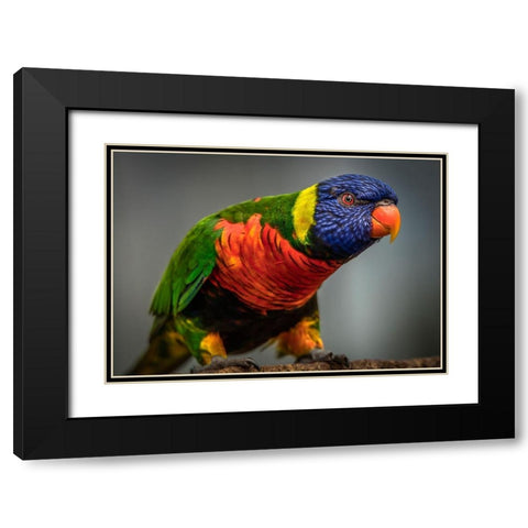 Green Bird II Black Modern Wood Framed Art Print with Double Matting by Ronin