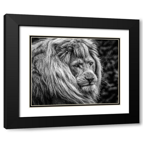 the male Lion Black Modern Wood Framed Art Print with Double Matting by Ronin