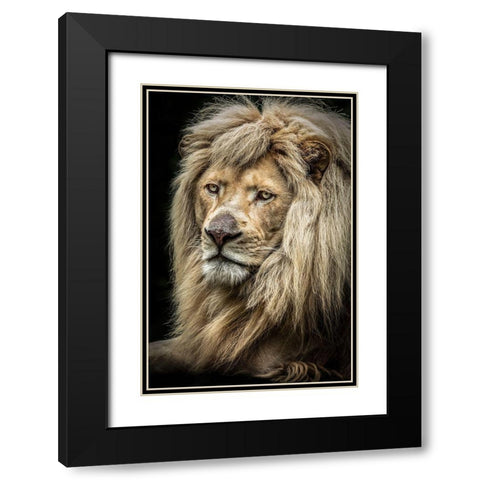 The white Lion II Black Modern Wood Framed Art Print with Double Matting by Ronin