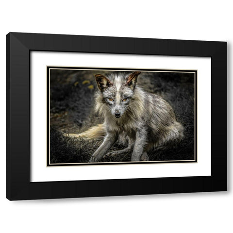 Silver Fox Black Modern Wood Framed Art Print with Double Matting by Ronin