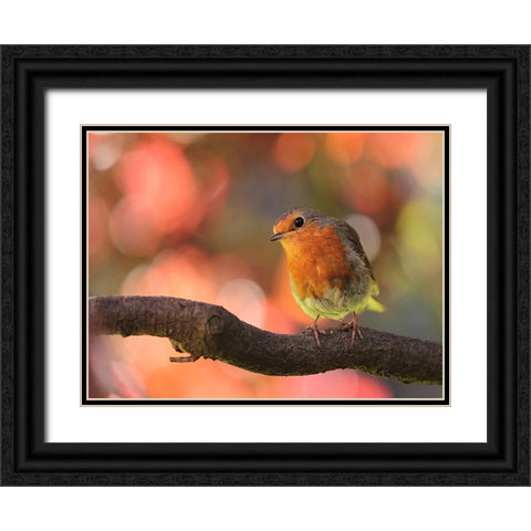 Bird 18 Black Ornate Wood Framed Art Print with Double Matting by Lee, Rachel