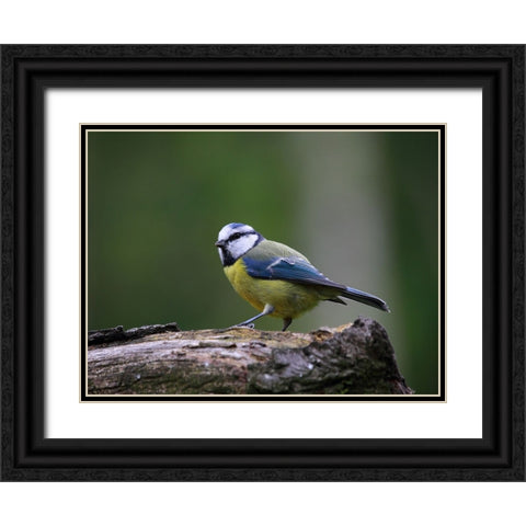 Bird 22 Black Ornate Wood Framed Art Print with Double Matting by Lee, Rachel