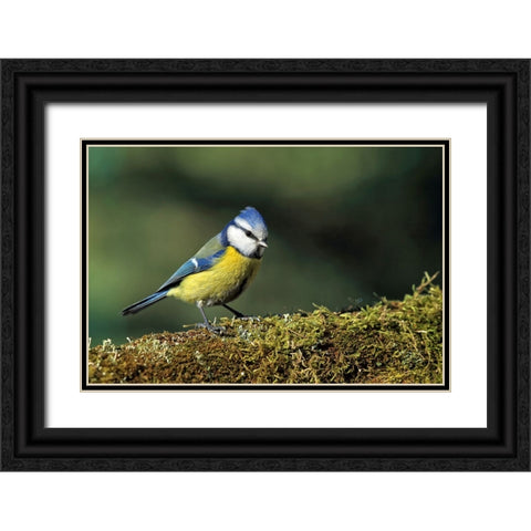 Bird 3 Black Ornate Wood Framed Art Print with Double Matting by Lee, Rachel