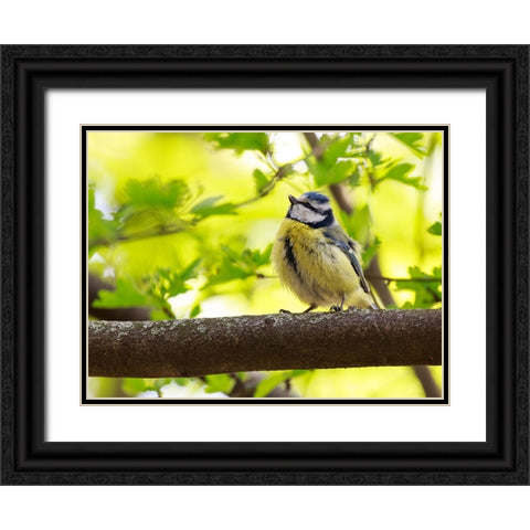 Bird 38 Black Ornate Wood Framed Art Print with Double Matting by Lee, Rachel