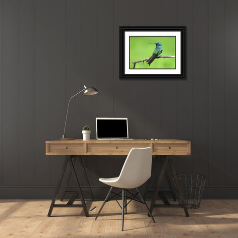 Bird 6 Black Ornate Wood Framed Art Print with Double Matting by Lee, Rachel