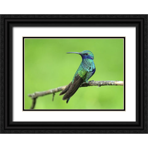 Bird 6 Black Ornate Wood Framed Art Print with Double Matting by Lee, Rachel