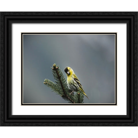Bird 62 Black Ornate Wood Framed Art Print with Double Matting by Lee, Rachel