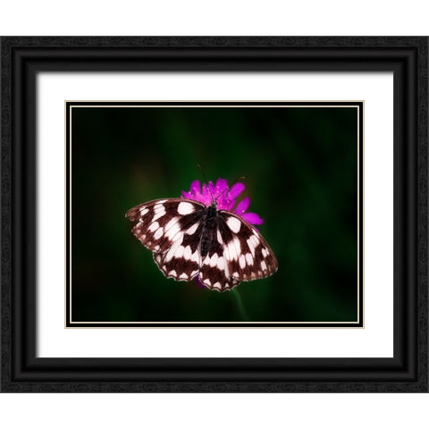 Butterfly 3 Black Ornate Wood Framed Art Print with Double Matting by Lee, Rachel