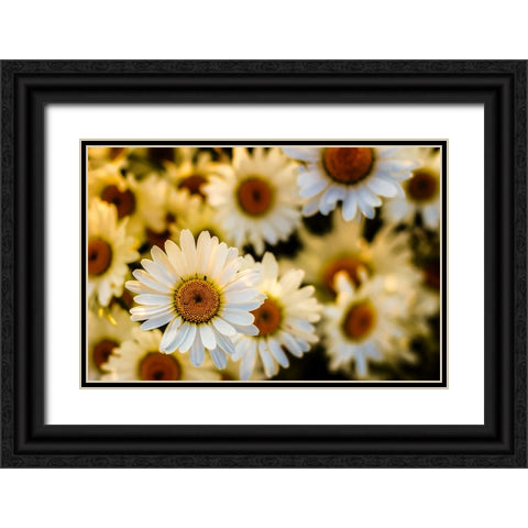 Daisies Black Ornate Wood Framed Art Print with Double Matting by Lee, Rachel