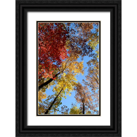 Fall Trees Black Ornate Wood Framed Art Print with Double Matting by Lee, Rachel