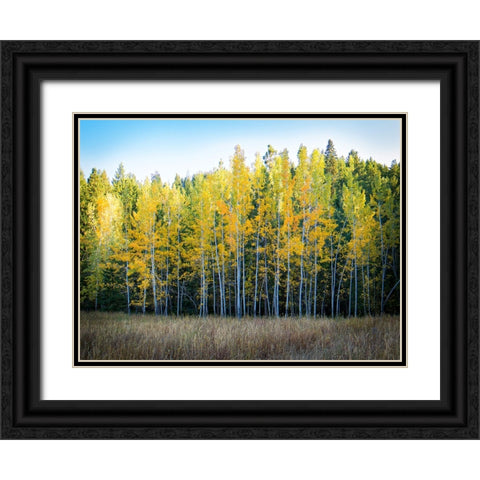 Fall Trees 10 Black Ornate Wood Framed Art Print with Double Matting by Lee, Rachel