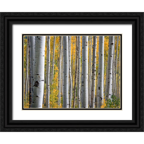 Fall Trees 11 Black Ornate Wood Framed Art Print with Double Matting by Lee, Rachel