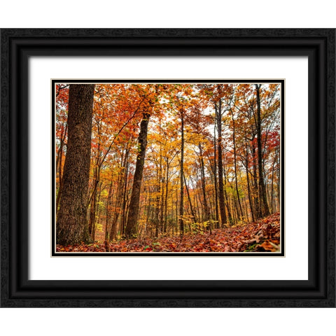 Fall Trees 19 Black Ornate Wood Framed Art Print with Double Matting by Lee, Rachel