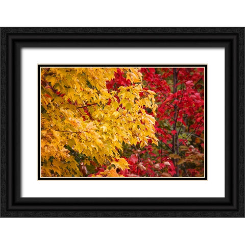 Fall Trees 2 Black Ornate Wood Framed Art Print with Double Matting by Lee, Rachel