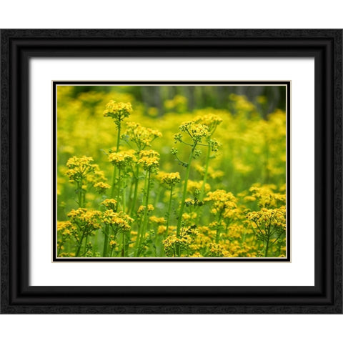 Field 16 Black Ornate Wood Framed Art Print with Double Matting by Lee, Rachel