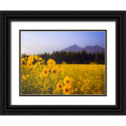 Field 22 Black Ornate Wood Framed Art Print with Double Matting by Lee, Rachel