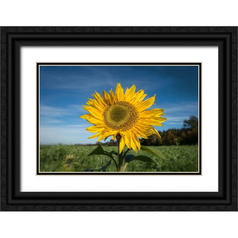 Flower 15 Black Ornate Wood Framed Art Print with Double Matting by Lee, Rachel