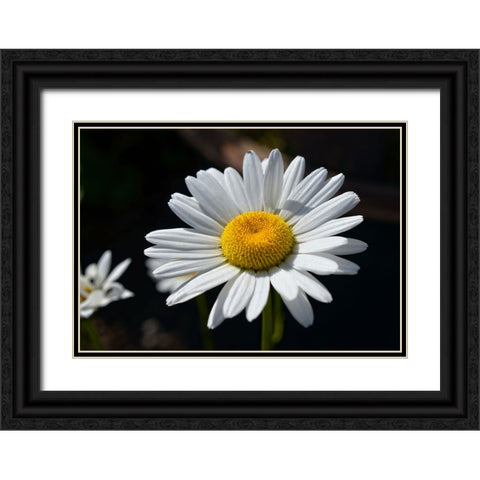 Flower 17 Black Ornate Wood Framed Art Print with Double Matting by Lee, Rachel