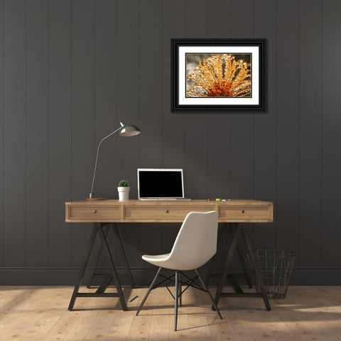 Flower 19 Black Ornate Wood Framed Art Print with Double Matting by Lee, Rachel