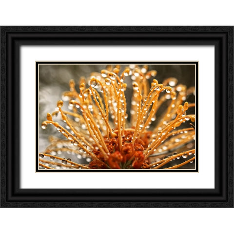 Flower 19 Black Ornate Wood Framed Art Print with Double Matting by Lee, Rachel