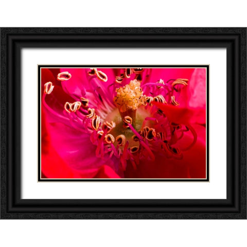 Flower 2 Black Ornate Wood Framed Art Print with Double Matting by Lee, Rachel