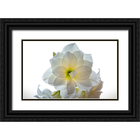 Flower 22 Black Ornate Wood Framed Art Print with Double Matting by Lee, Rachel