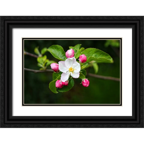 Flower 23 Black Ornate Wood Framed Art Print with Double Matting by Lee, Rachel