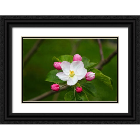 Flower 24 Black Ornate Wood Framed Art Print with Double Matting by Lee, Rachel
