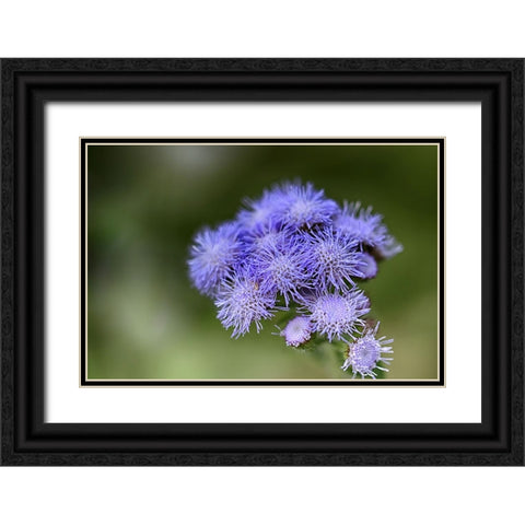 Flower 27 Black Ornate Wood Framed Art Print with Double Matting by Lee, Rachel