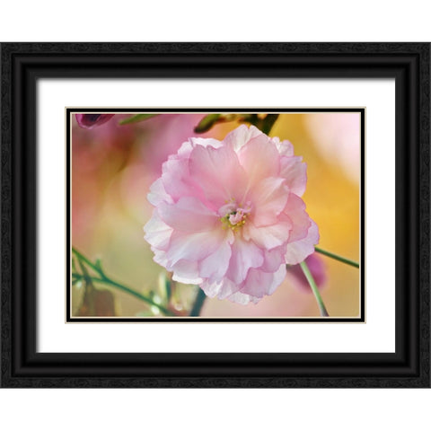 Flower 28 Black Ornate Wood Framed Art Print with Double Matting by Lee, Rachel