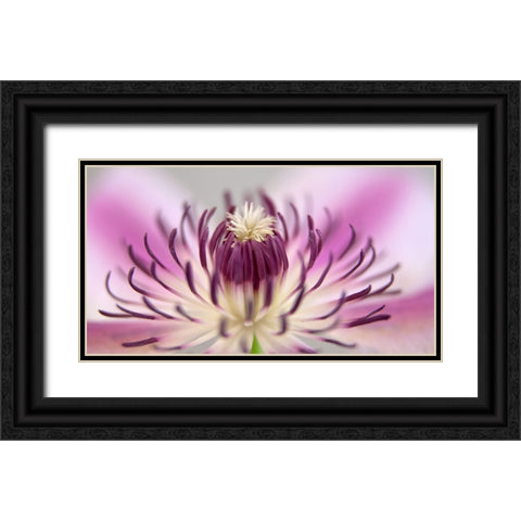Flower 31 Black Ornate Wood Framed Art Print with Double Matting by Lee, Rachel