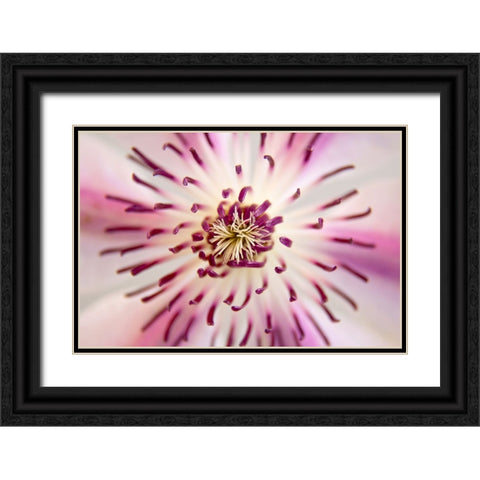 Flower 32 Black Ornate Wood Framed Art Print with Double Matting by Lee, Rachel