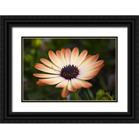Flower 35 Black Ornate Wood Framed Art Print with Double Matting by Lee, Rachel