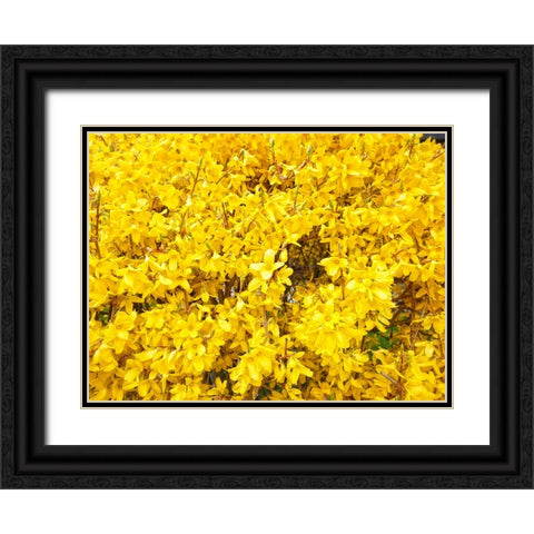 Flower 38 Black Ornate Wood Framed Art Print with Double Matting by Lee, Rachel