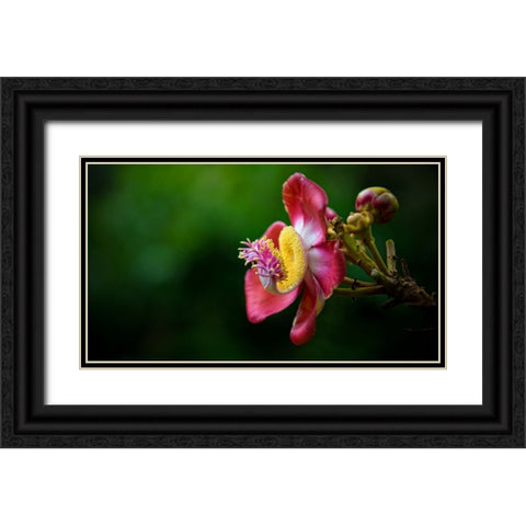 Flower 5 Black Ornate Wood Framed Art Print with Double Matting by Lee, Rachel