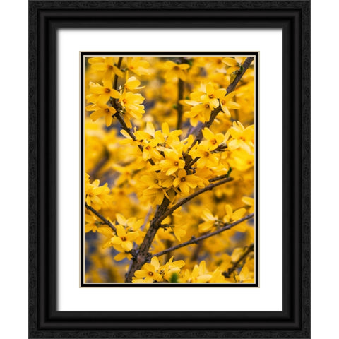 Flower 77 Black Ornate Wood Framed Art Print with Double Matting by Lee, Rachel