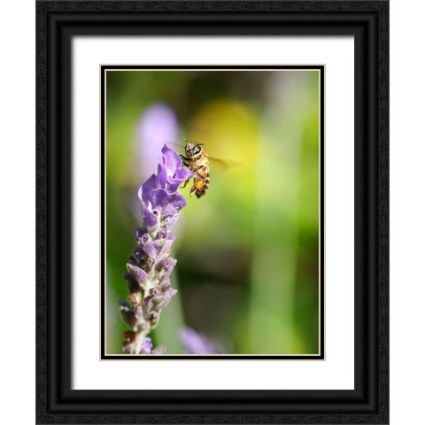 Flower Bee 2 Black Ornate Wood Framed Art Print with Double Matting by Lee, Rachel