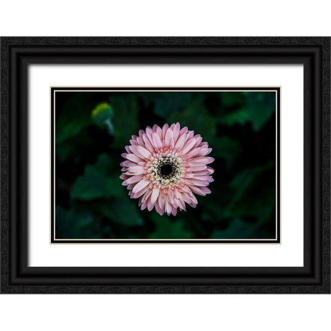 Flower Carnation Black Ornate Wood Framed Art Print with Double Matting by Lee, Rachel