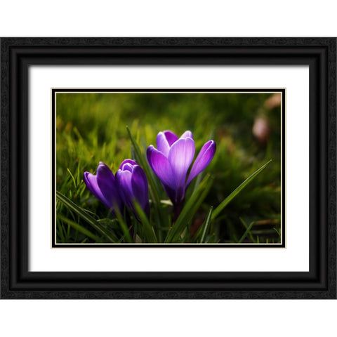Flower Lilac Black Ornate Wood Framed Art Print with Double Matting by Lee, Rachel