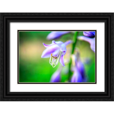 Flower Purple Black Ornate Wood Framed Art Print with Double Matting by Lee, Rachel