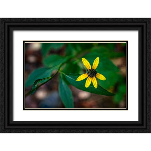 Pocket Wilderness 5 Black Ornate Wood Framed Art Print with Double Matting by Lee, Rachel