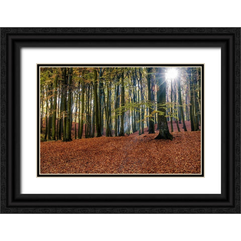 Trees 10 Black Ornate Wood Framed Art Print with Double Matting by Lee, Rachel