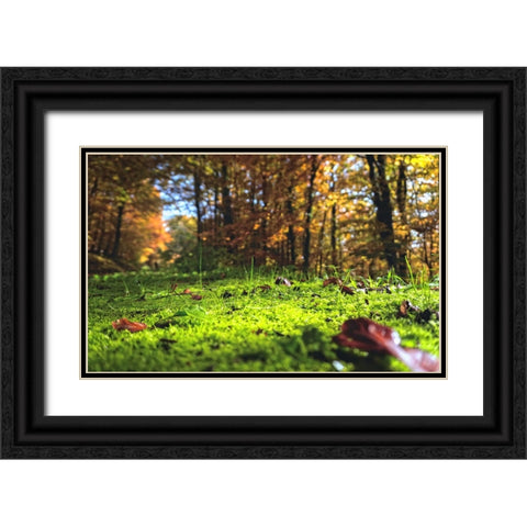 Trees 25 Black Ornate Wood Framed Art Print with Double Matting by Lee, Rachel