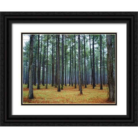 Trees 36 Black Ornate Wood Framed Art Print with Double Matting by Lee, Rachel